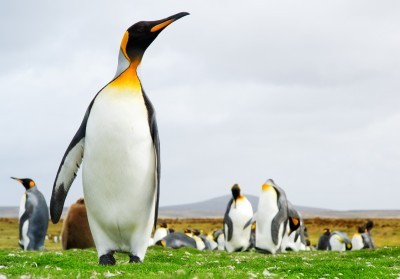 King Penguins, Volunteer Point, Falkland Islands