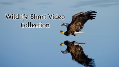 Wildlife Short Video Channel