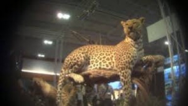 Shocking trophy hunting reveals from Safari Club International convention